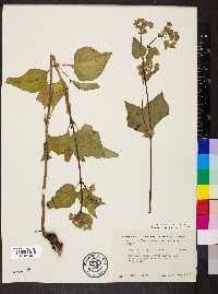 Mirabilis nyctaginea image