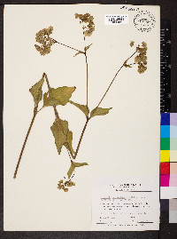 Mirabilis nyctaginea image