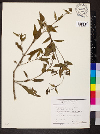 Mirabilis nyctaginea image