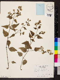 Mirabilis nyctaginea image