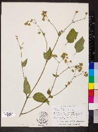 Mirabilis nyctaginea image