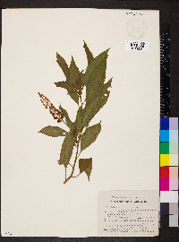 Phytolacca icosandra image