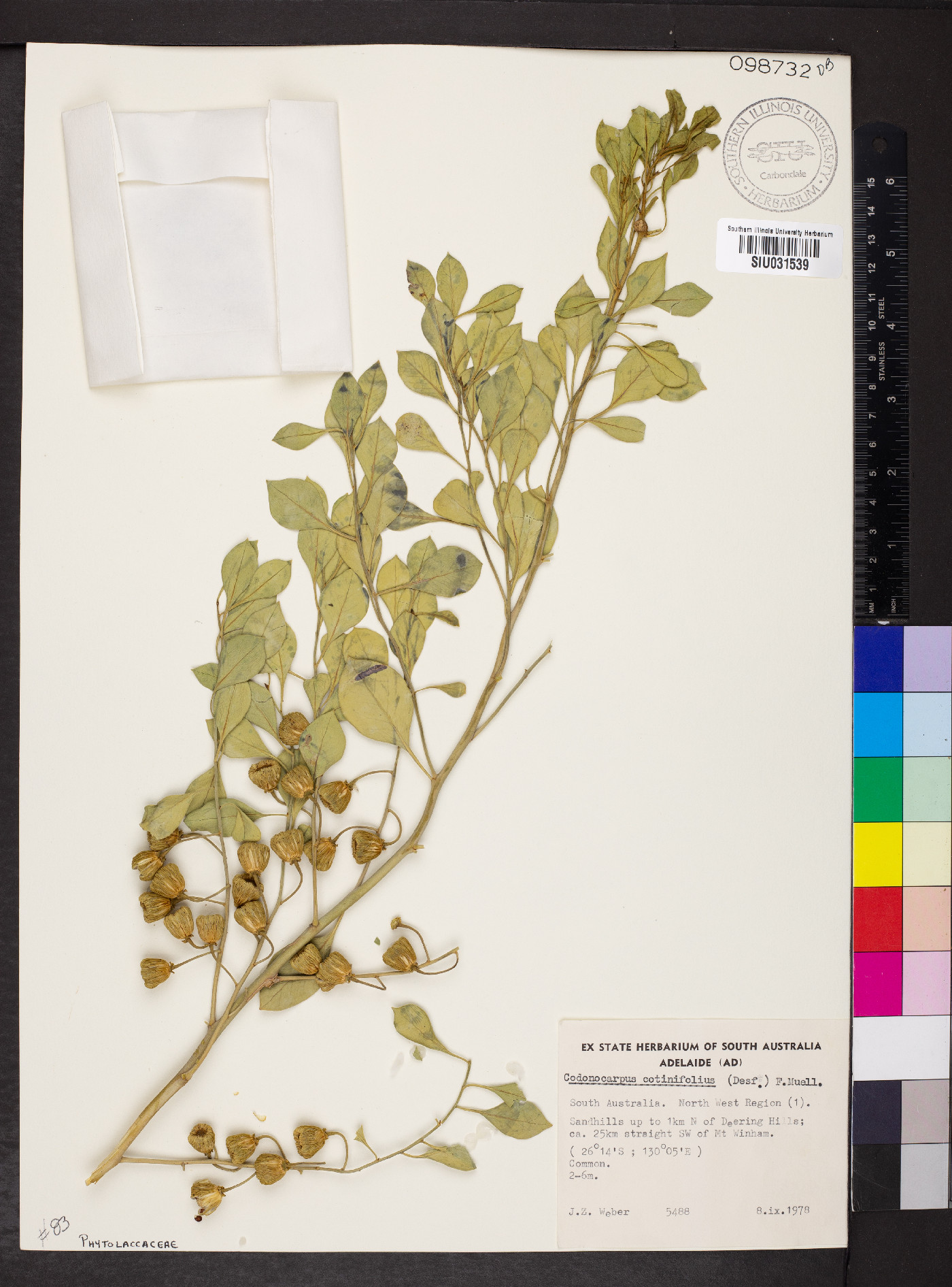 Codonocarpus cotinifolius image