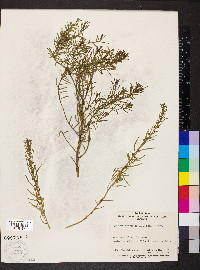 Gyrostemon australasicus image