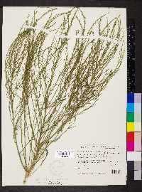 Gyrostemon thesioides image