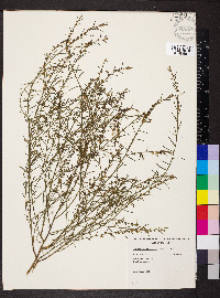 Gyrostemon thesioides image