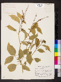 Hilleria latifolia image