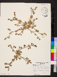 Mesembryanthemum nodiflorum image