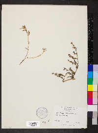 Sesuvium maritimum image