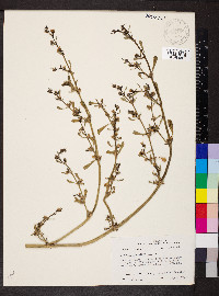 Sesuvium portulacastrum image