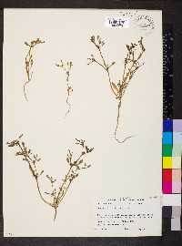 Sesuvium portulacastrum image