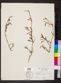 Sesuvium portulacastrum image