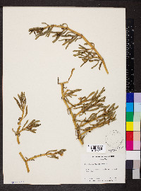 Sesuvium portulacastrum image