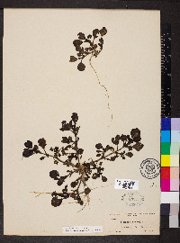 Trianthema portulacastrum image