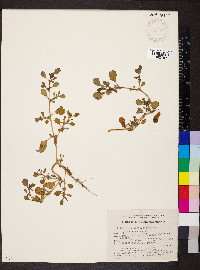 Trianthema portulacastrum image