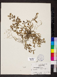 Trianthema portulacastrum image