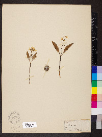 Claytonia caroliniana image