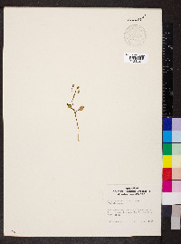 Claytonia caroliniana image