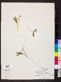 Claytonia caroliniana image