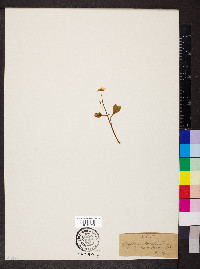 Claytonia caroliniana image