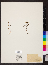 Claytonia caroliniana image