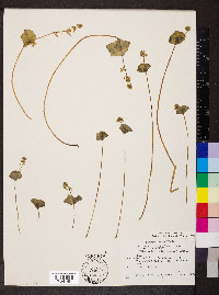 Claytonia perfoliata image