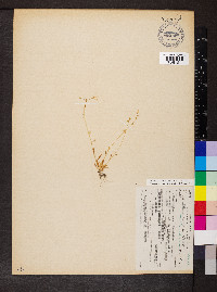 Montia parvifolia image