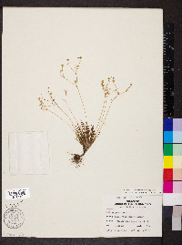 Phemeranthus parviflorus image