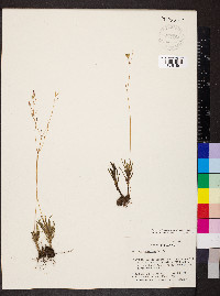 Phemeranthus calycinus image