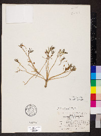 Talinum aurantiacum image