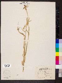 Agrostemma githago image