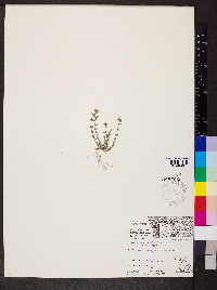 Arenaria serpyllifolia image