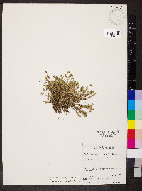 Cherleria obtusiloba image