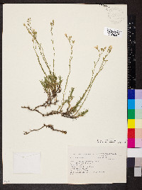 Cherleria laricifolia image