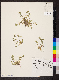 Cerastium viscosum image