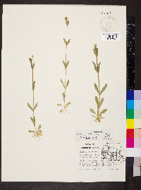 Cerastium nutans image