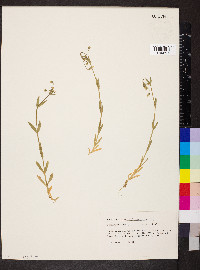 Cerastium nutans image