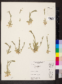 Cerastium nutans image