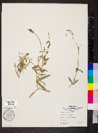 Cerastium nutans image