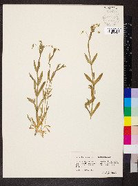 Cerastium nutans image