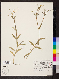 Cerastium nutans image