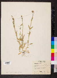 Cerastium nutans image