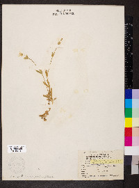 Cerastium velutinum image
