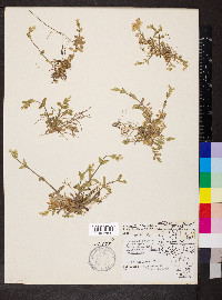 Cerastium nutans image