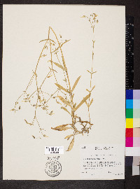 Cerastium nutans image