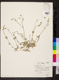 Cerastium alpinum image