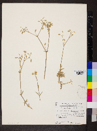 Cerastium arvense image