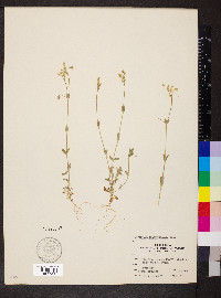 Cerastium brachypetalum image