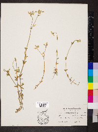 Cerastium brachypodum image