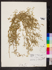 Cerastium fontanum subsp. vulgare image